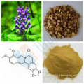 Scutellaria Baicalensis Extract Baicalin